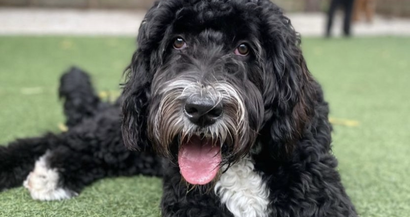Looking For Naples Neighborhoods That Allow Large Dogs? Answers Here.